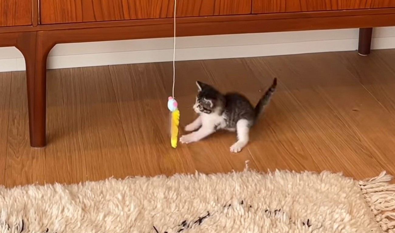 保護して3日目の子猫が『猫じゃらし』で遊ぶ様子を撮影していたら…予想外の『可愛すぎる瞬間』が26万再生「無限ループ入ったｗ」「ヤバい」