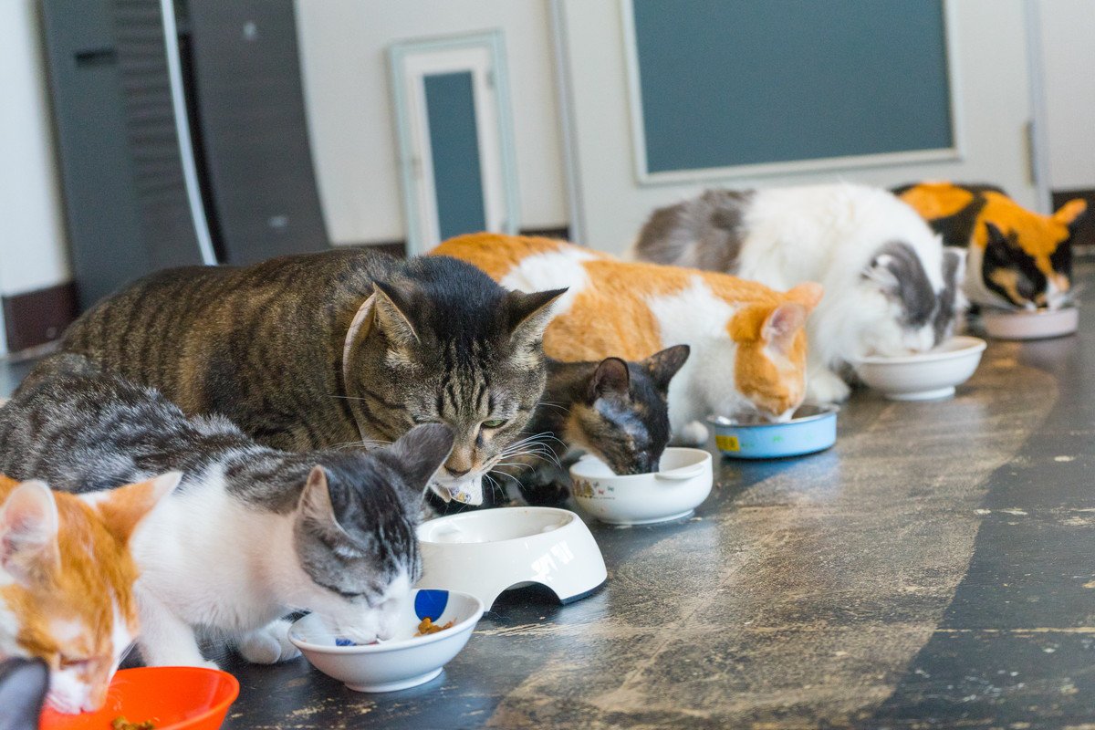 他の猫のご飯を横取り！多頭飼育の猫たちにごはんをあげるポイント