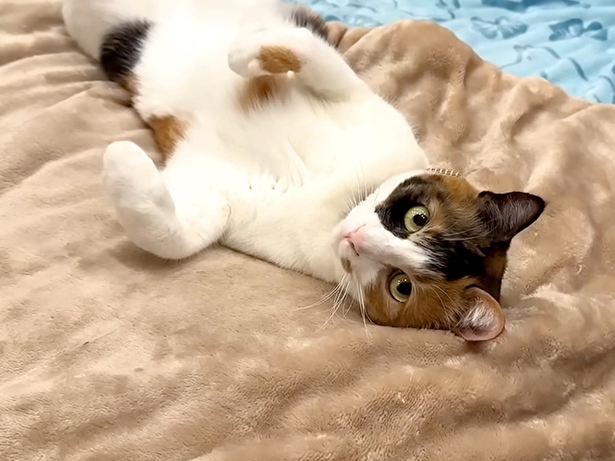 へそ天でくつろぐネコ→思わず近づくと…完全に確信犯な『あざとすぎる行動』に反響「心臓を撃ち抜かれた」「自分が可愛いことわかってる」