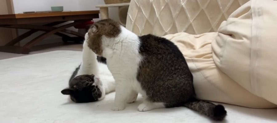 パパ猫にパンチして気まずい息子猫くん！