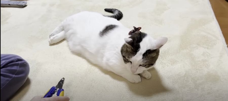 【検証】猫ちゃんにクリップを挟むと爪切りしやすくなるって本当？