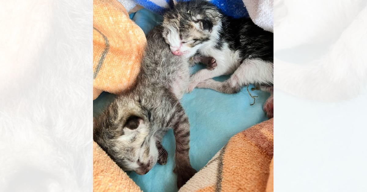 ひどく衰弱していた2匹の子猫を保護して１年…立派に成長した『現在の様子』に感動の声「すっかり変わった」「見つけてもらえて幸せだね」