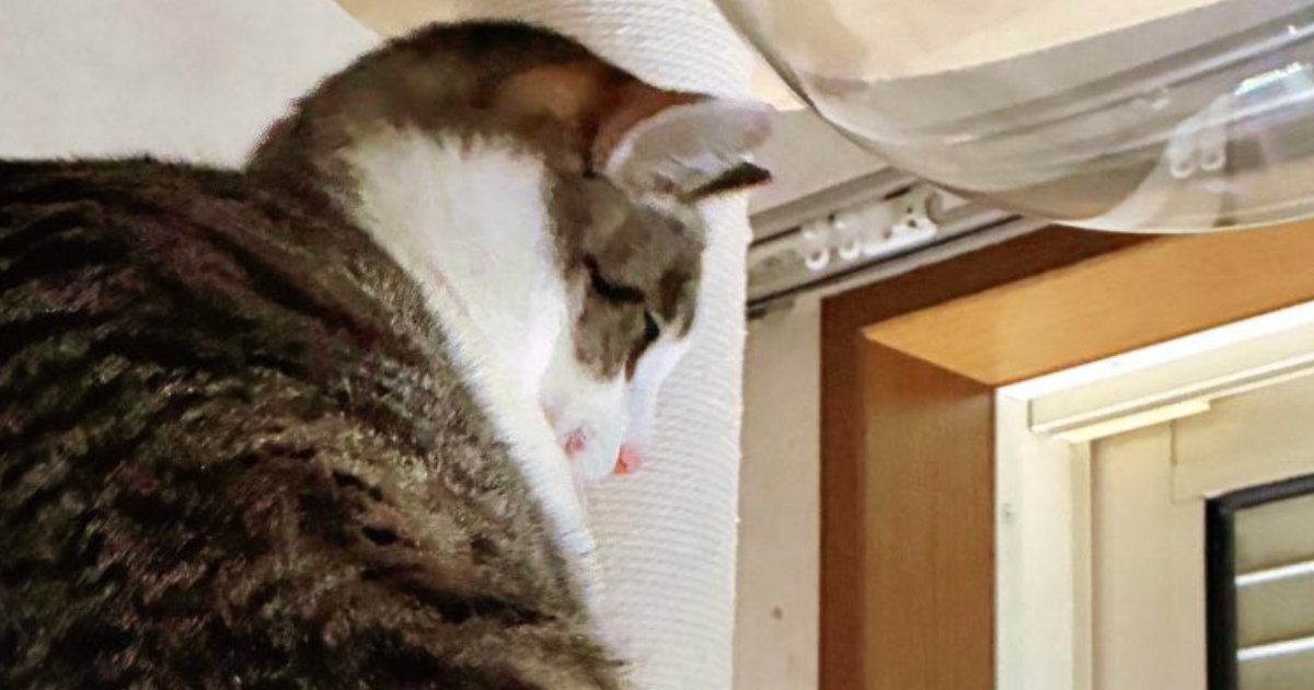 キャットタワーの上にいた猫→飼い主さんが近づいてくると…とんでもない『背中の角度』に「角刈りみたいｗ」「すごくて笑った」と１万いいね
