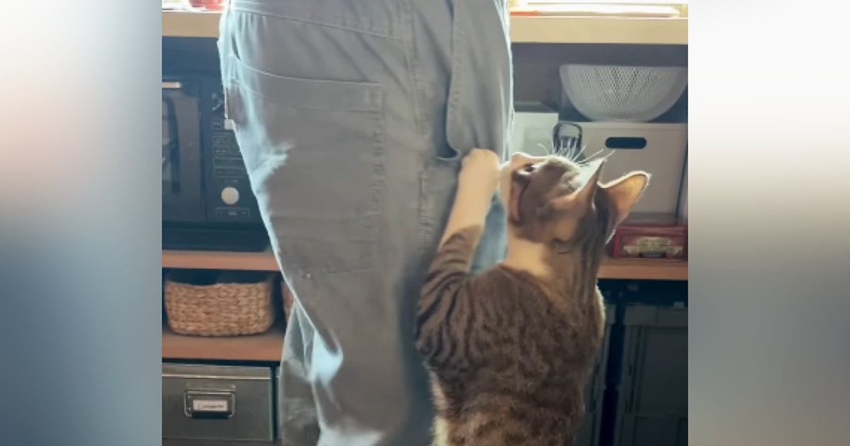 お父さんが帰ってくると、猫がべったりとくっついて…想像を超える『熱烈なお出迎え』が63万再生「もうネコじゃないｗ」「めっちゃすごいｗ」