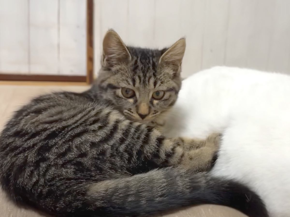 最初は威嚇していた保護子猫のきょうだい→先住猫たちに近づいて…あまりにも尊い『まさかの変化』に「甘え上手」「猫肌恋しいのかな」と反響