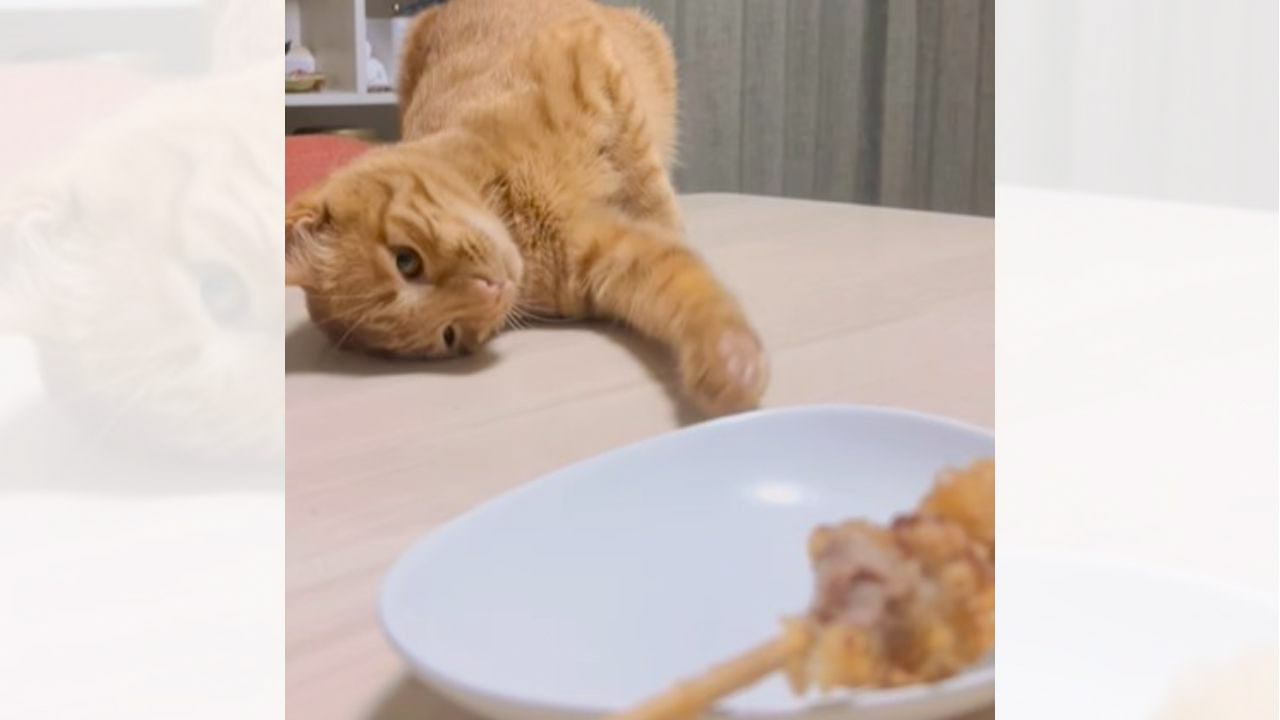 どうしても『唐揚げが食べたい猫』がとった行動…"葛藤する様子"に可愛すぎると反響「たまらんにゃん」「首もげちゃうよｗｗ」