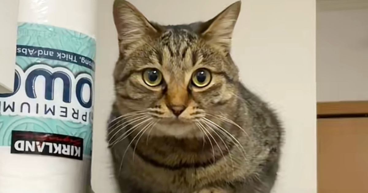 冷蔵庫の上に乗っていた猫に『にゃーん』と声をかけてみると…たまらなく可愛い『お返事』に3万いいね「100点満点」「何回も見てしまった」