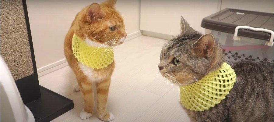 果物ネットで猫ちゃんをお洒落に？！