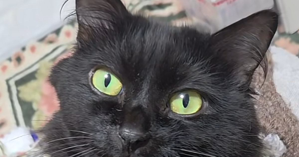 スマホを使っていると、隣にいる猫のおててが当たってきて…見てみると→『まさかのポーズ』に2万いいね「イケにゃん」「付き合ってください」