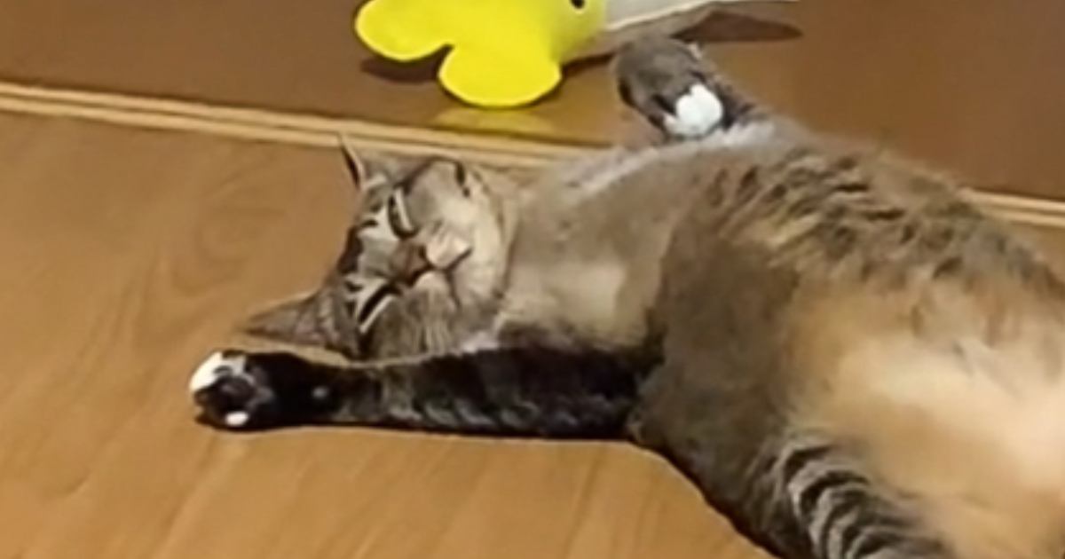 『寝ようとしている猫』を見ていたら……予想外の『人間みたいな行動』に爆笑する人が続出「あっ、玄関の鍵閉めたっけ」「猫かどうかも怪しいｗ」