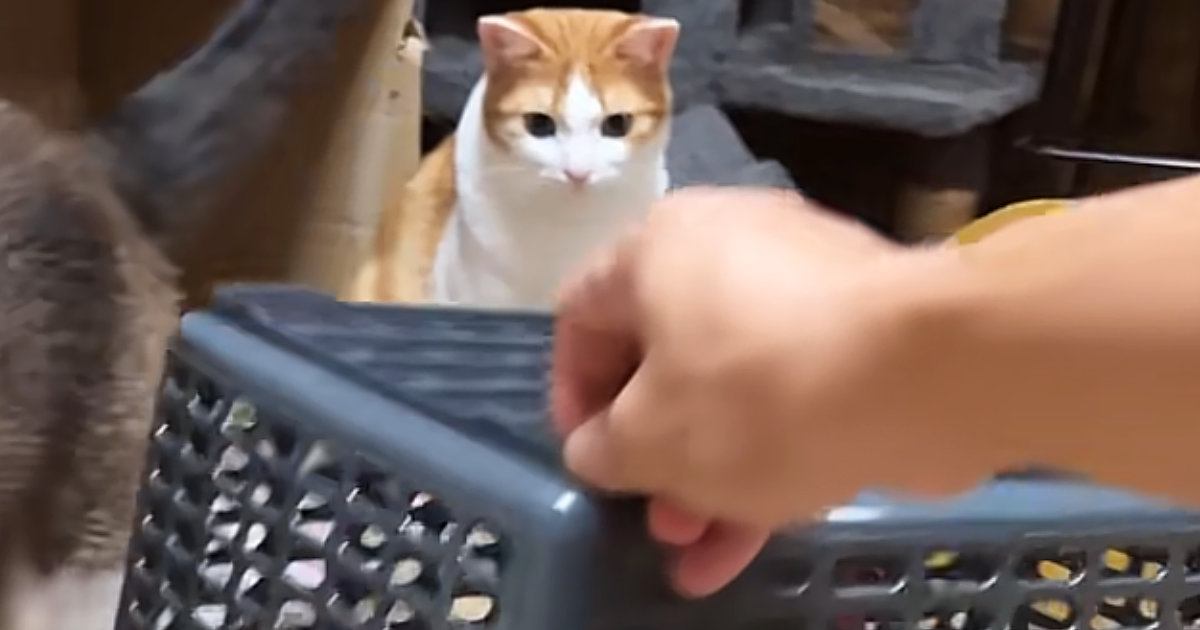 猫の前に買い物かごを用意→少し持ち上げたまま待っていると…『可愛すぎる光景』が31万再生「警戒心ゼロｗ」「ちょろいｗ」と笑う人が続出