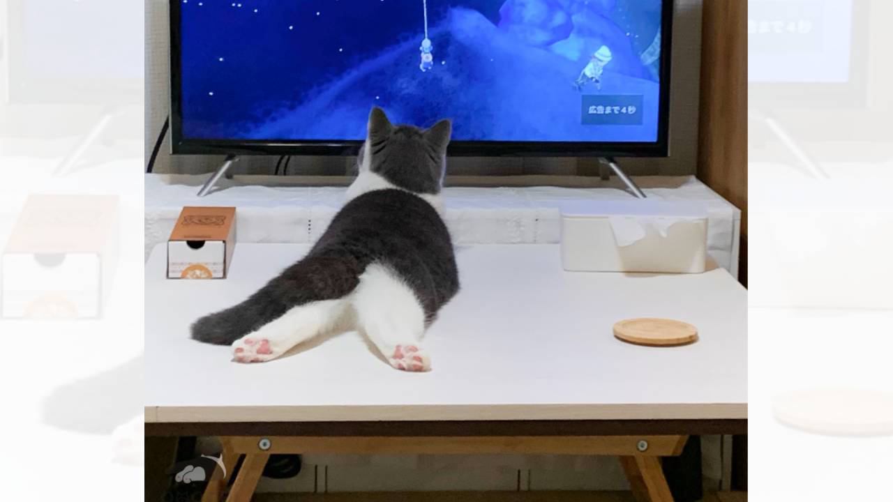 『後ろ足を伸ばしてテレビを見る赤ちゃん猫』が、１年後……まさかの光景が素敵すぎると425万表示「世界遺産級」「デカくなってる」