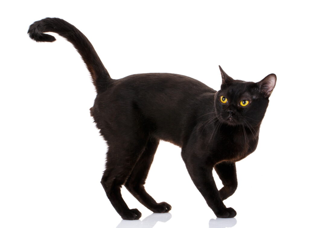 【獣医師監修】ボンベイってどんな猫？特徴や性格から飼う前の注意点・価格相場まで徹底解説