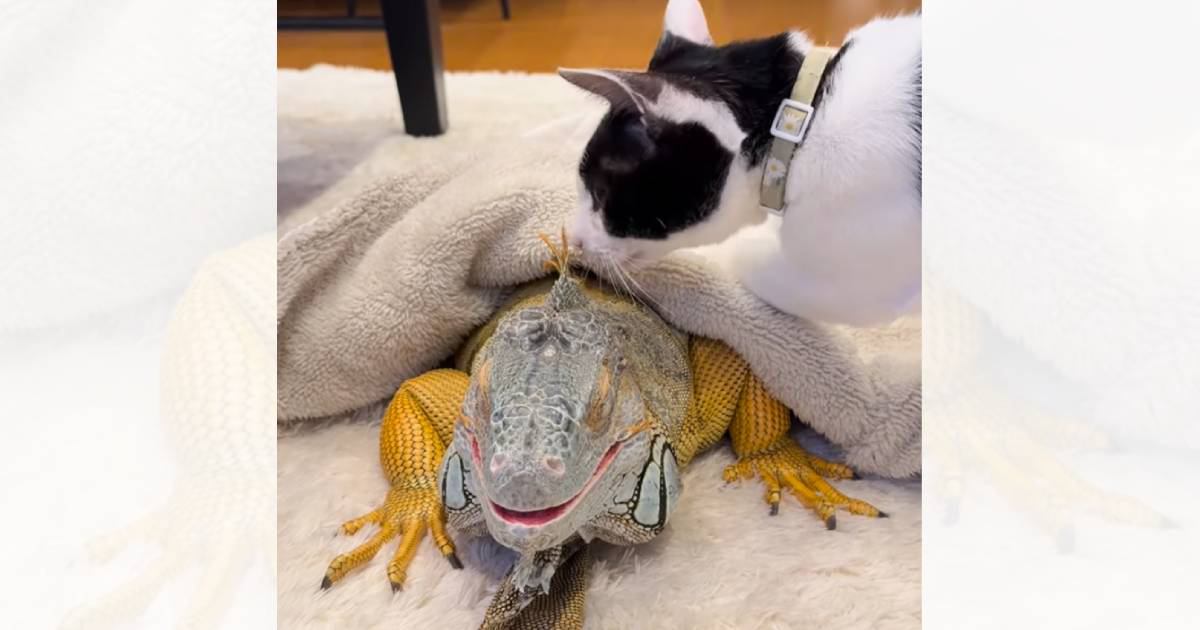 のんびりと過ごしている『温厚なイグアナ』に『子猫』が近づくと…まさかの行動をとる"驚きの展開"が109万再生「すげえ」「起きるにゃーｗ」