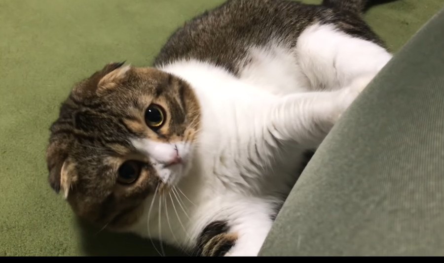 かまってほしいよ！飼い主さんの気を引く猫さん