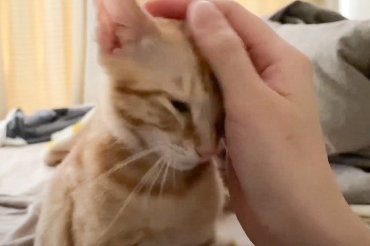 生まれて初めて一晩お留守番した子猫→飼い主が帰ってきた瞬間…嬉しさ大爆発な『再会の瞬間』が5万再生「凄いゴロゴロ音ｗ」「愛おしすぎる」