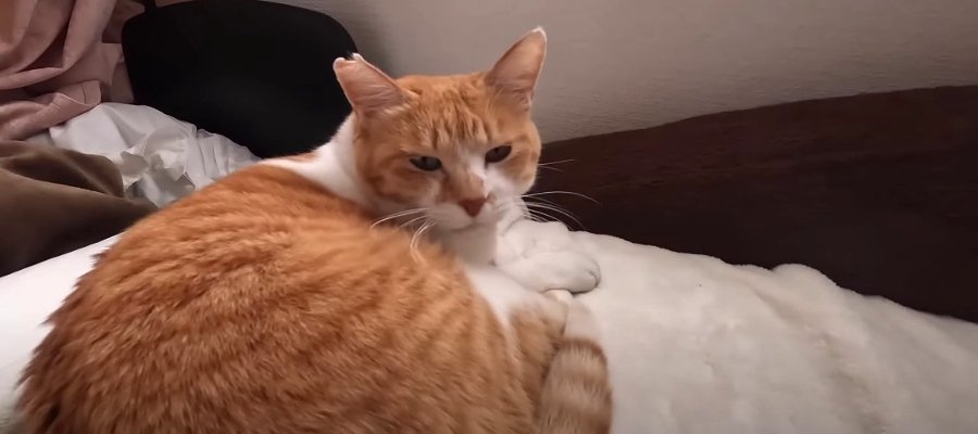 『大好きな2人がいない…』お留守番を頑張る猫ちゃん　飼い主さん帰宅後は嬉しくてタックル♡