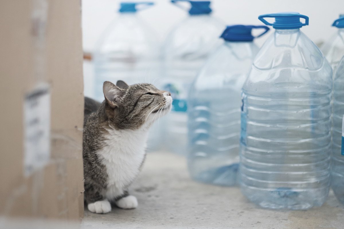 猫にまつわる『よくあるうわさ話・迷信』5選　なかにはホントのこともある？