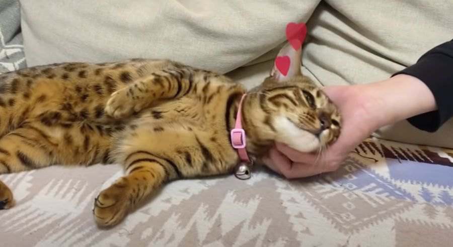 甘えモードの娘猫さんとヤキモチをやく母猫さん♡