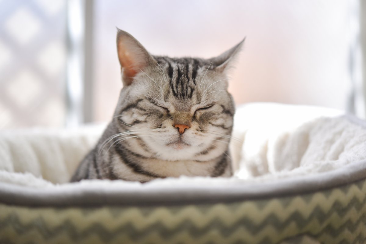 猫の『寝起きが悪い』ときに見せる仕草3選　体調を崩しているの？確認すべきポイントまで