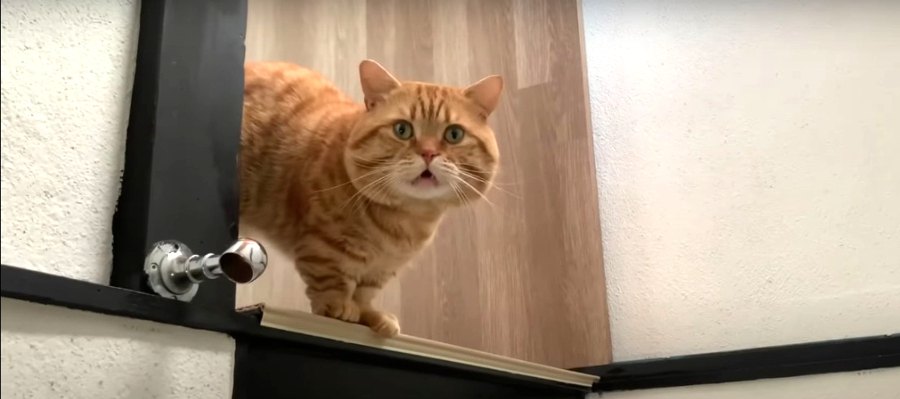 『開けゴマ！』猫ちゃん必死のアピールが可愛いすぎる♡