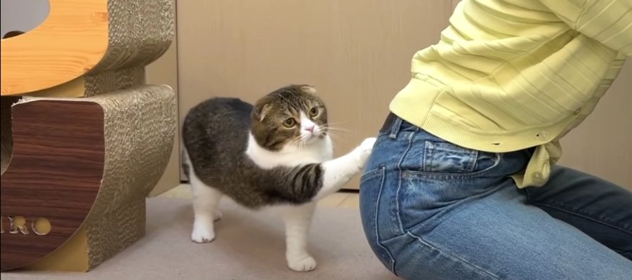 構ってニャ！飼い主さんのお尻で爪とぎをしちゃった猫くん