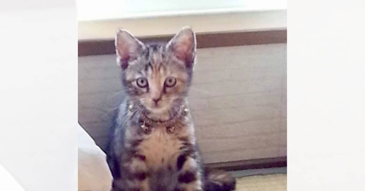 『3万円で叩き売りされていた猫』を飼った結果…13年が経過した『現在の様子』が泣けると1万いいね「本当に良かった」「ジーンときた」