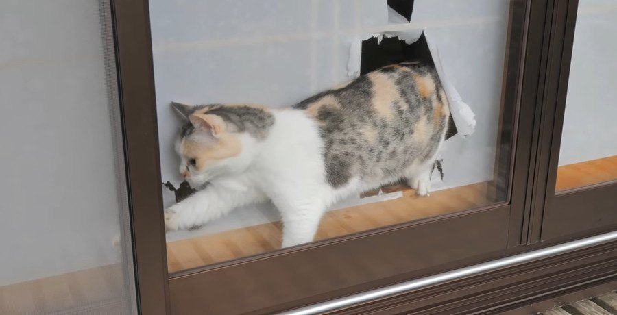 猫ちゃんの冒険！破れた障子の先にあったのは？