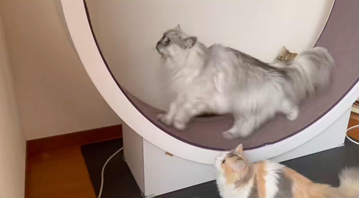 キャットホイールで走っていると、『小さな猫』が乗ってきて…尊いやり取りの瞬間が23万再生「サイズの違いが可愛い」「頑張ってるね」