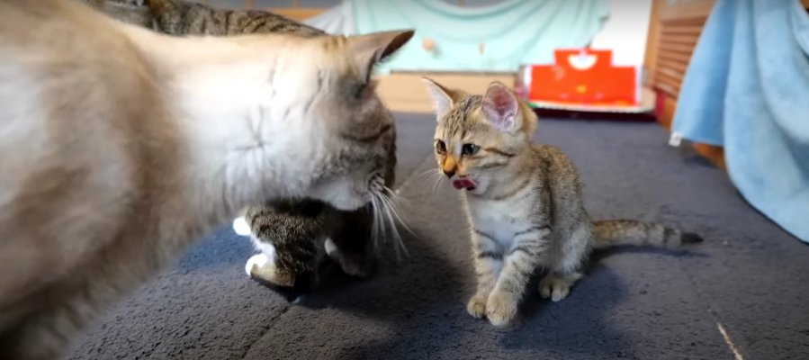 ゆっくり縮まる…♡猫ちゃんたちの距離！