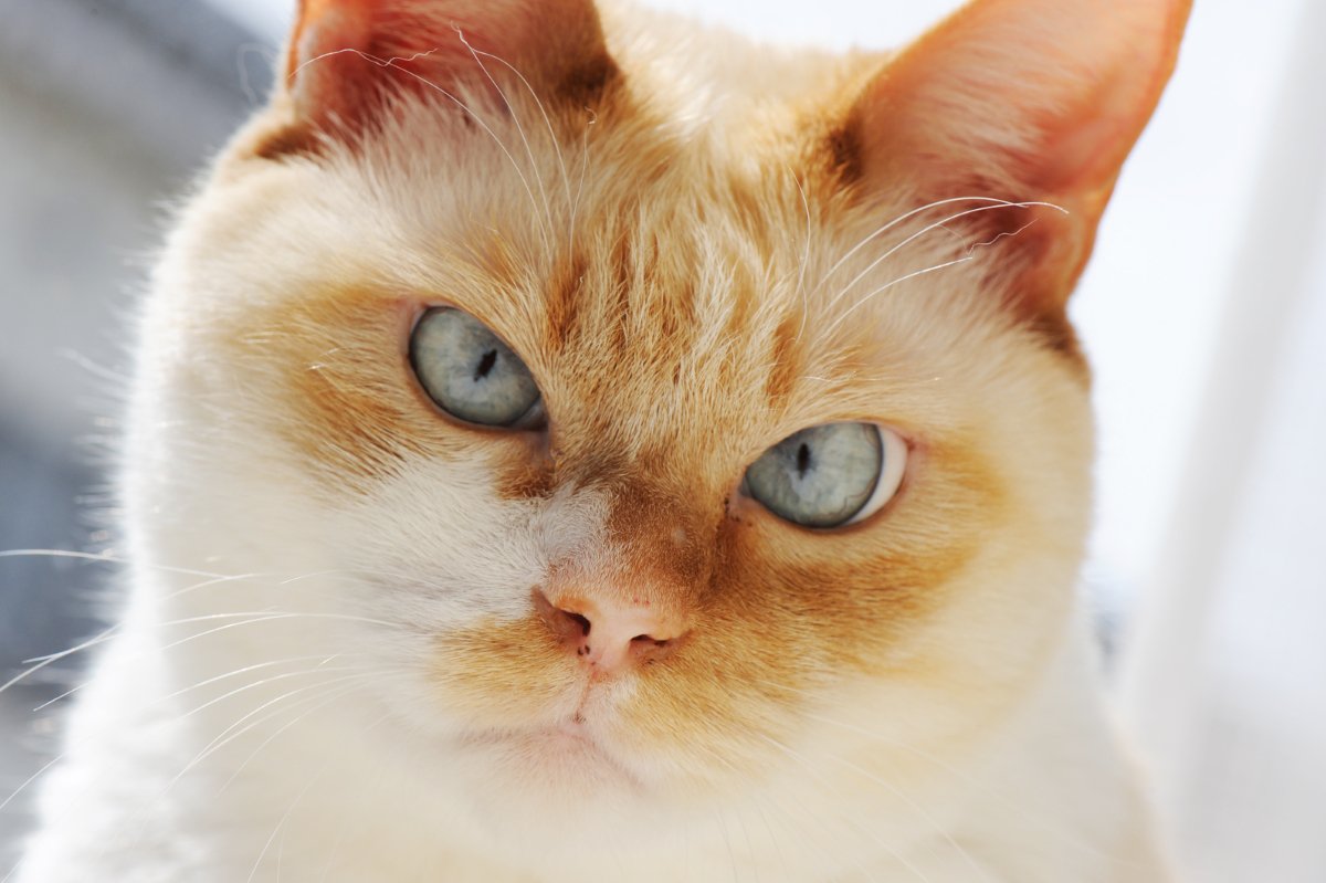 猫のアピールを『無視しつづけてはいけない』理由4つ　健康に与えるリスクや適切な接し方