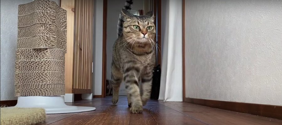 身も心も軽やか！猫ブラザーズのバイブス高めなトイレハイ♡