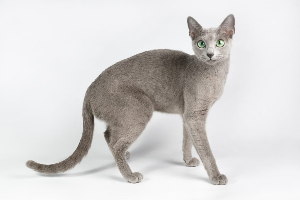 【獣医師監修】ロシアンブルーってどんな猫？？猫種の性格や飼う前の注意点・価格相場まで徹底解説