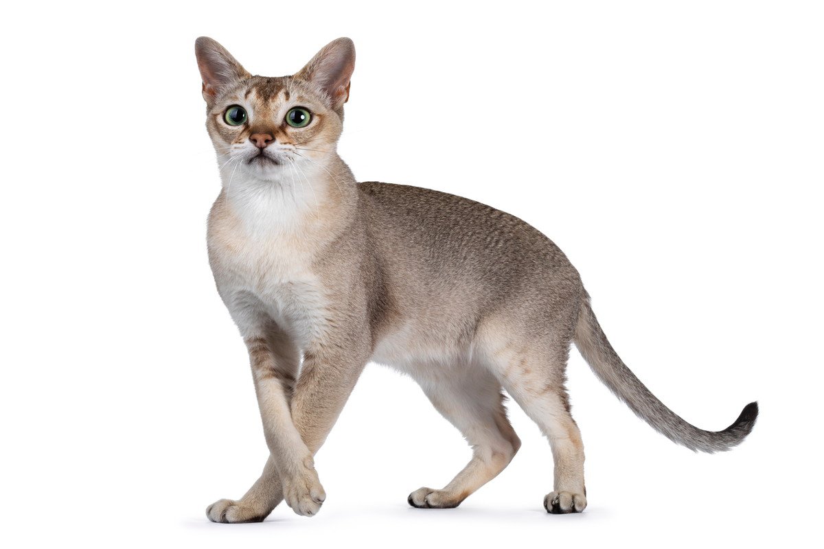 『アジア原産の猫種』7選！オリエンタルな雰囲気の個性的な猫たちの特徴や魅力をご紹介