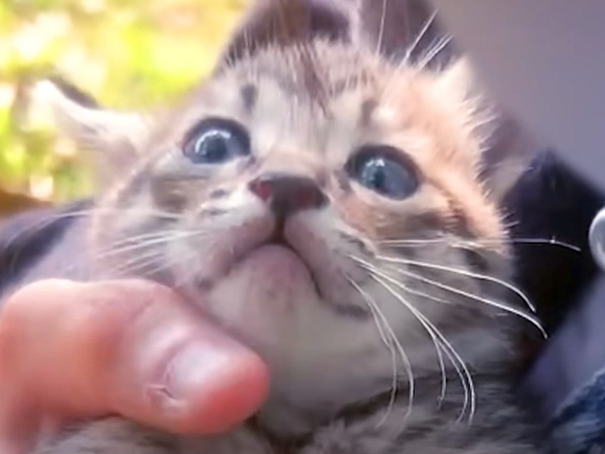 公園に捨てられていた“子猫”→愛情込めてミルクを与え続けた結果…涙が出るほど『素敵な結末』が25万再生「成長が楽しみ」「尊い命」と絶賛