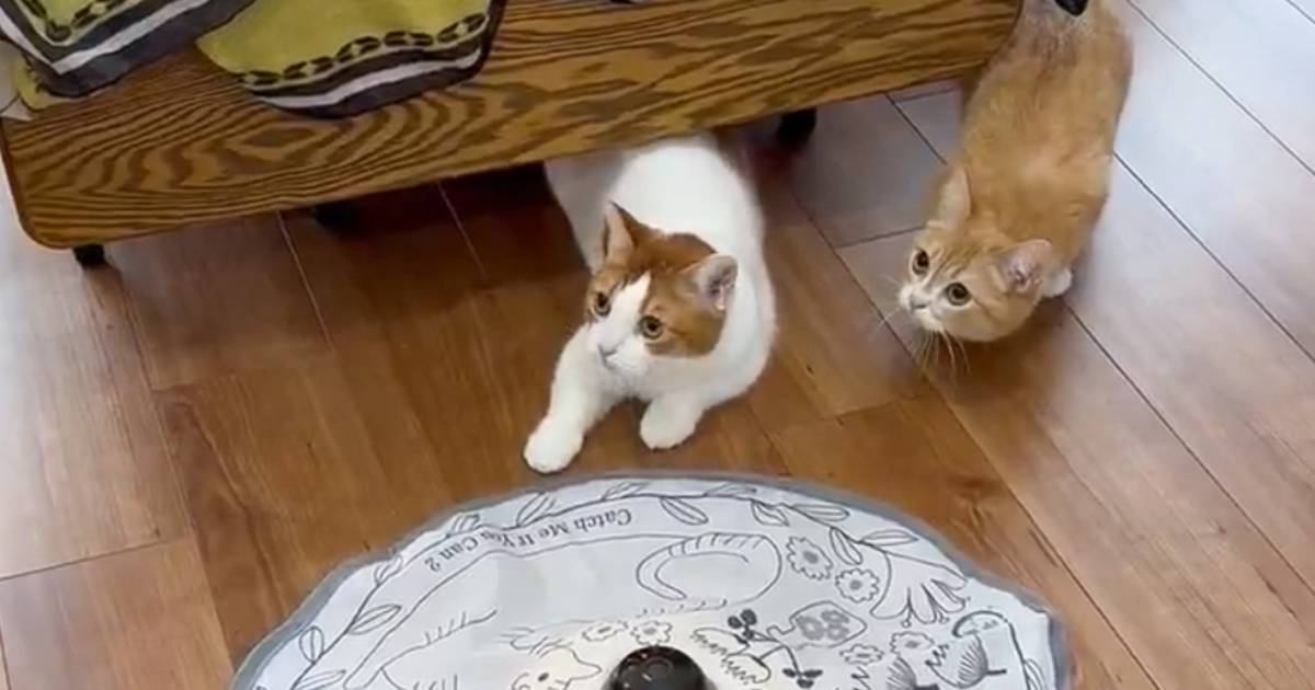 おもちゃに夢中になっていた猫たち→『来客の存在を思い出した』次の瞬間…まさかの反応が113万表示「ふと我に返る瞬間が可愛い」「笑った」