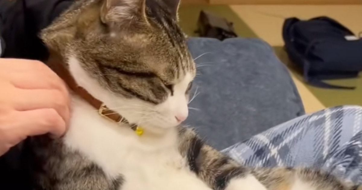 猫の『肩』を揉んであげたら…まるで人間のような『リアクション』に「おやじスタイルｗ」「体勢がかわいいｗ」と笑顔になる人が続出
