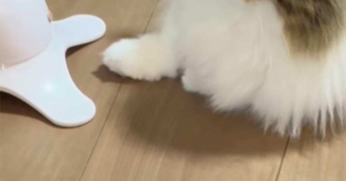 猫に運動してほしくて『電動のおもちゃ』を買ってみた結果…まさかの光景に「新たな遊び方かなｗ」「なんか止まってるｗ」と笑う人が続出