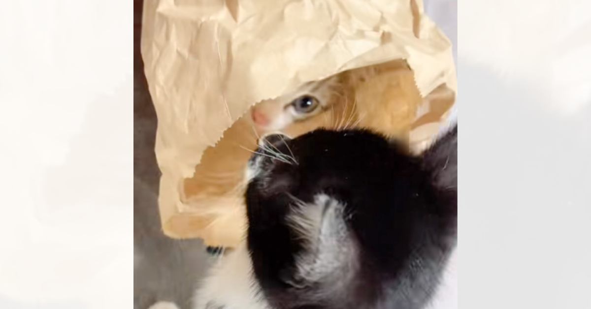 2匹同時に『片足をひきずっていた子猫』→心配になり病院へ連れて行ったら…可愛すぎる『診断結果』に「大爆笑した」「ウケる」と21万再生