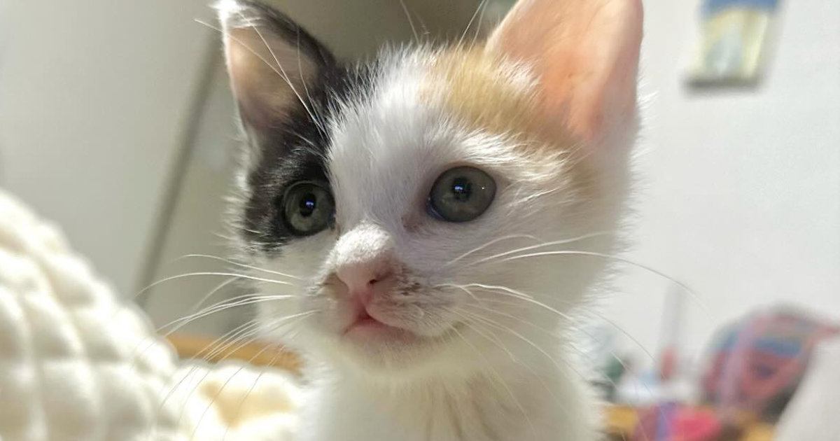 パヤパヤとしていた『ちいさな三毛猫』→成長した結果…劇的な『ビフォーアフター』に「愛情を溜め込んだね」「すーっごく綺麗」と反響