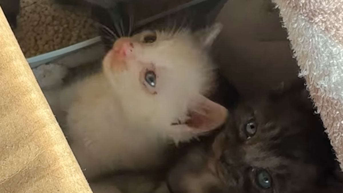 兄妹を守っていた白い子猫→保護後、『里親探し』をしていたら…思わぬ結末に涙が止まらないと125万再生「めっちゃいい話」「うるうるきた」