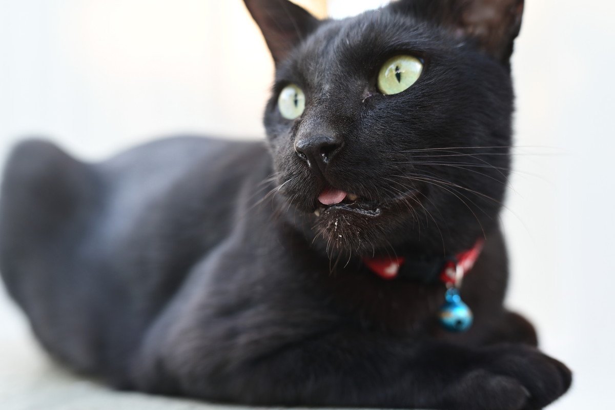 愛猫が口から『よだれを垂らしている』のは危険？考えられる原因4選