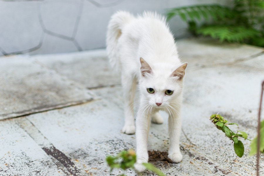 猫の毛が逆立ってるときの心理6つ