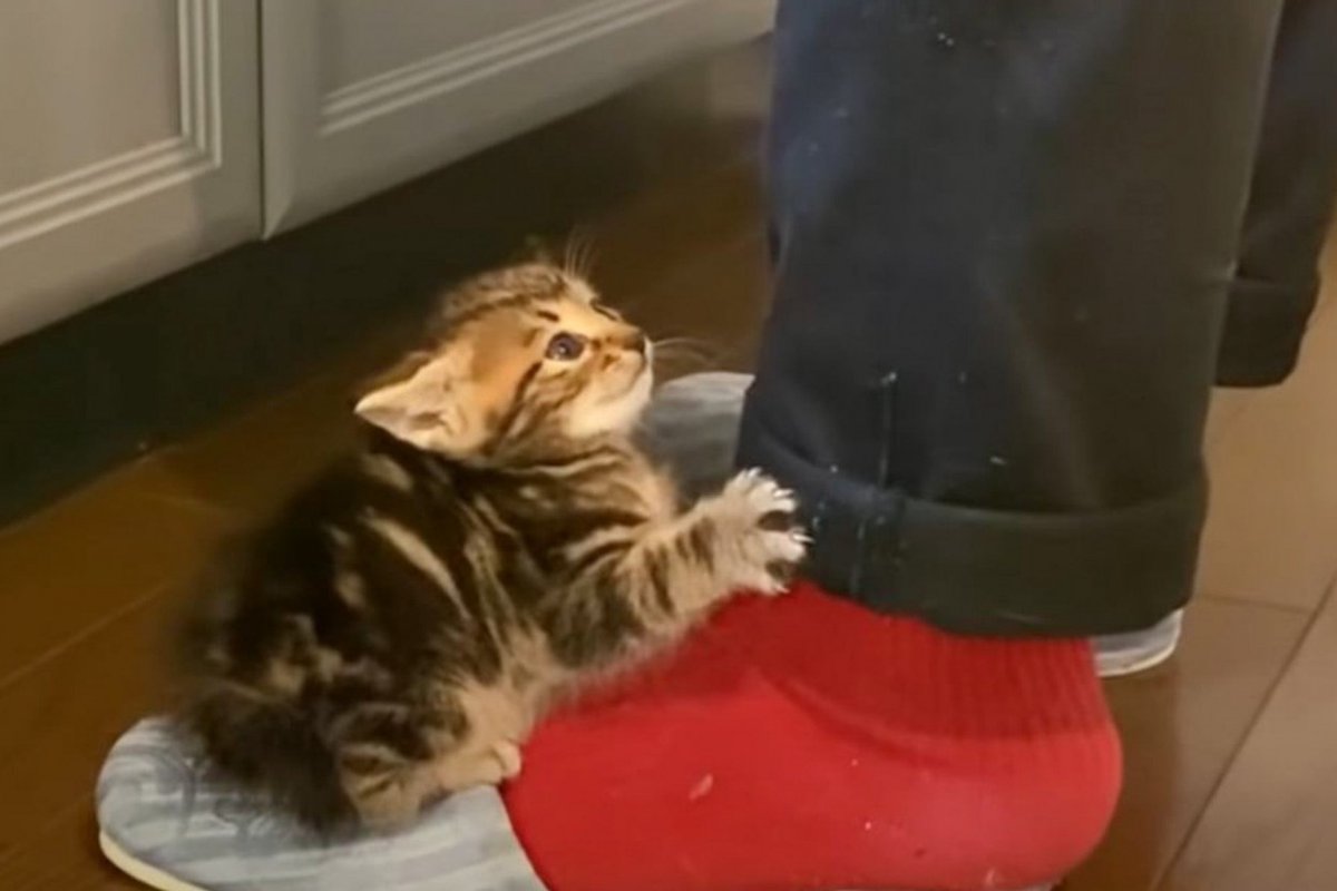『ミルクが待ちきれない』と台所にやってきた赤ちゃん猫→飼い主さんに見せた『可愛すぎる姿』が269万再生「言葉にならない」「反則だ」