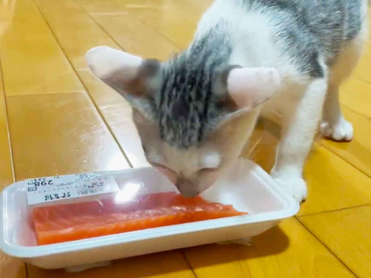 元野良猫が生まれて初めて『サーモン』を食べた結果…まさかの『食べっぷり』が3.4万回再生「さすが野良出身ｗ」「変な動作かわいすぎｗ」