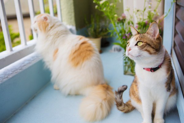 人懐っこい猫と人見知りの猫にはどんな特徴がある？