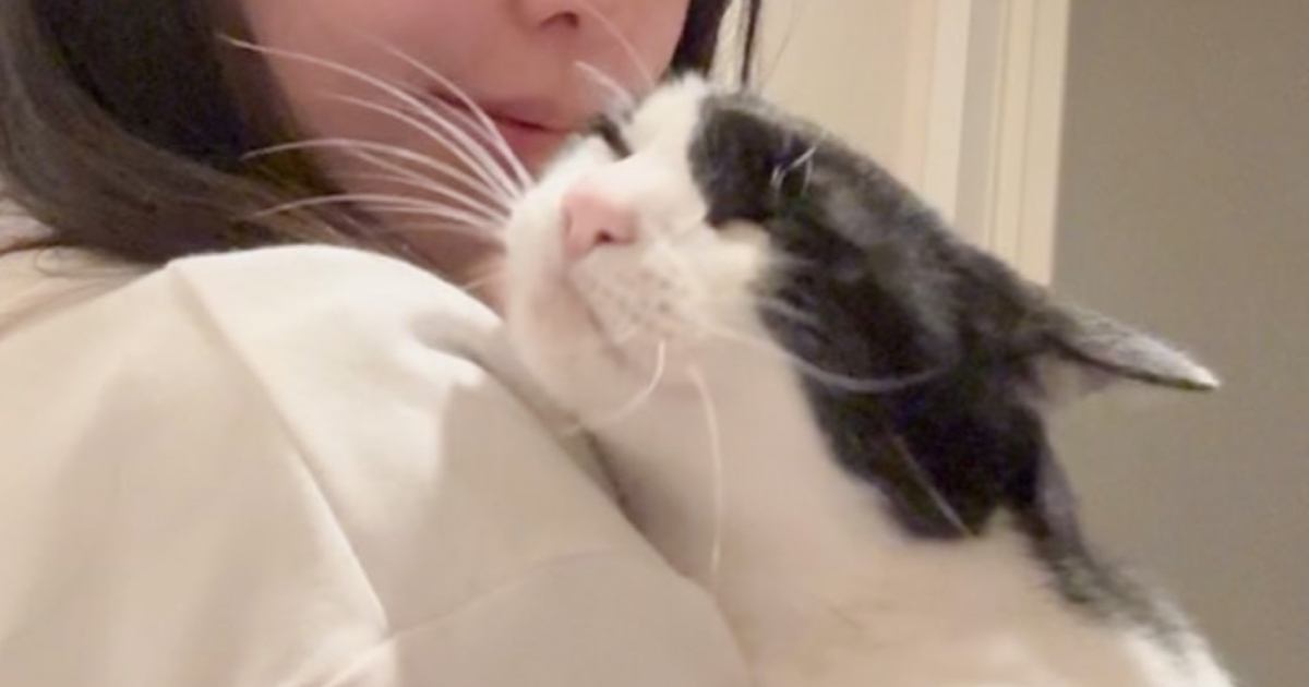 飼い主さん帰宅→抱っこされた猫の『おてて』を見てみると……キュンとする瞬間が5万7000いいね「赤ちゃんすぎてかわいい」「いいお顔」