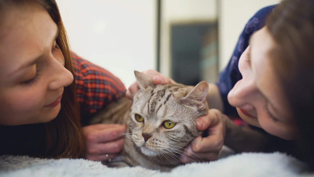 『怒らない猫』が隠しているホンネ4つ　実際はどう思っているの？飼い主が気を付けたいことまで