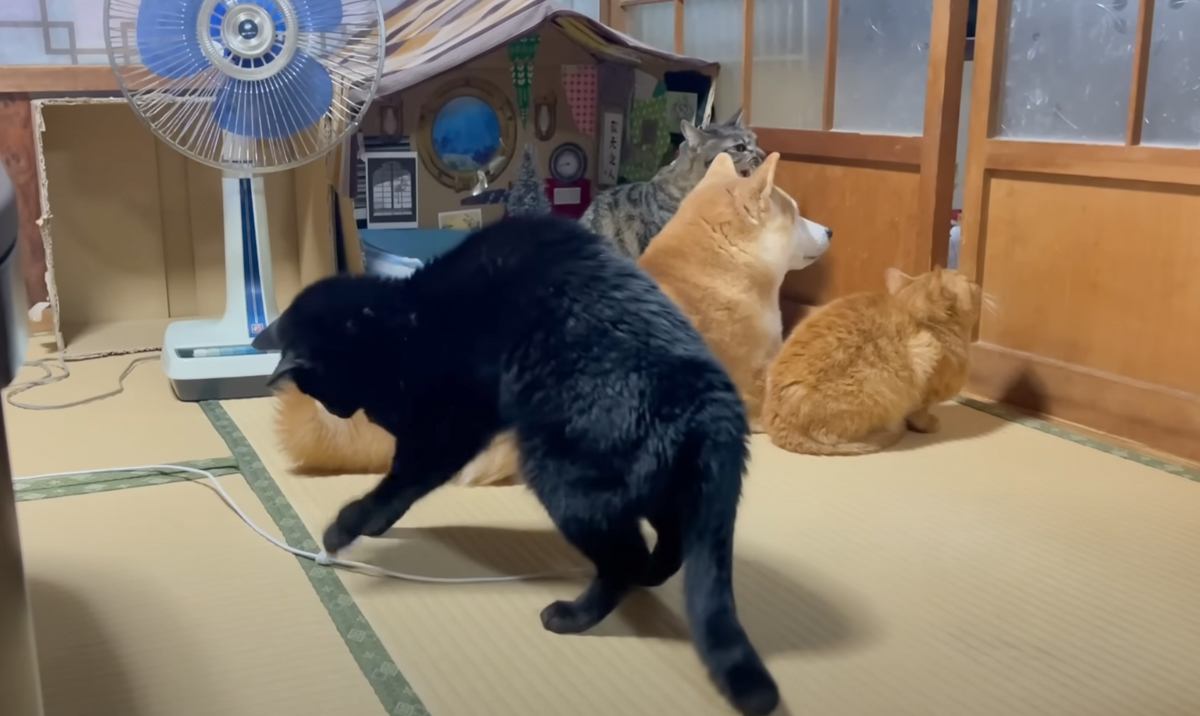 ご飯待ちしている犬猫の後ろで『１匹だけ様子がおかしい猫』→何してるのかと思ったら……「我が道をゆくｗ」「カッコいいねｗ」と爆笑の声