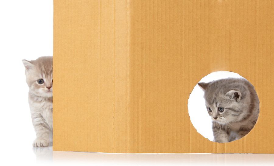 爪研ぎ用のおもちゃってダンボールで出来てるよね？作っちゃった！